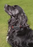 Outdoor Living : ULTRASONIC BARK CONTROL DOG COLLAR/ TRAIN YOUR DOG THE HUMANE WAY
