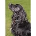 Ultrasonic Bark Control Dog Collar - Product ID: 553