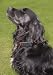ULTRASONIC BARK CONTROL DOG COLLAR/ TRAIN YOUR DOG THE HUMANE WAY