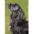 Ultrasonic Bark Control Dog Collar - Product ID: 553