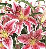 Send Fresh Cut Flowers - 20 Stargazer Lilies