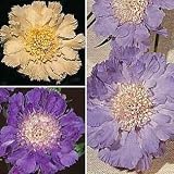 House Hybrid Pincushion Flower 4 Plants