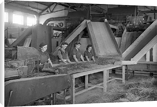 Canvas Prints of Flax Harvest from Country Life Canvas Prints of Flax Harvest from Country Life