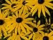 Close Up of a Cluster of Black-Eyed Susan Flowers, Rudbeckia Species Photographic Poster Print by Joe Petersburger, 24x18
