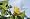 The Kitchen Gardener: Grow Your Own Fruit and Veg