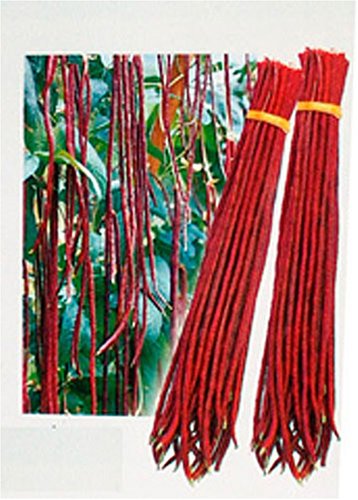 Bean Red Noodle Yard Long Seeds 7 Grams