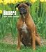 Boxers 2009 Hardcover Weekly Engagement Calendar