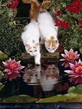 Domestic Cat, Two Turkish Van Kittens Watch and Try to Catch Goldfish in Garden Pond Photographic Poster Print by Jane Burton, 12x16
