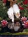 turkish van - Domestic Cat, Two Turkish Van Kittens Watch and Try to Catch Goldfish in Garden Pond Photographic Poster Print by Jane Burton, 12x16