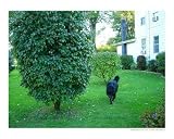 Buddy Home & Hearth Photographic Poster Print by JM Jackson, 10x8