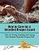 How to Care for a Bearded Dragon Lizard "Tips on Caring, Feeding and Loving Your Pogona Bearded Dragon Pet!" How to Care for a Bearded Dragon Lizard "Tips on Caring, Feeding and Loving Your Pogona Bearded Dragon Pet!"