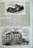 1860 PRAIRIE DOGS MINTON MUSEUM SCHOOL DESIGN STOKE