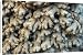 Canvas Prints of PM-10245 Root Ginger aromatic roots from cultivated plants from Ardea Wildlife Pets