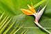 Strelitzia on Banana Leaves - 24