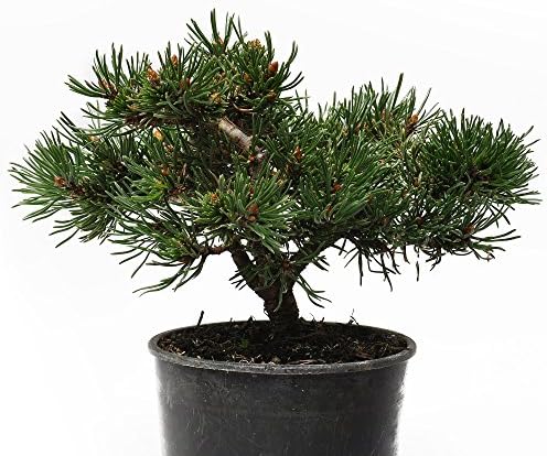 Miniature Fairy Garden Pinus Mugo, Valley Cushion - Mugo Pine