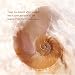 Seashell 1