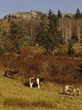 Wild Horses, Fir and Ash Trees on the Appalachian Trail Photographic Poster Print by Raymond Gehman, 12x16