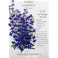 Lobelia Crystal Palace Heirloom Seeds