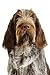 Spinone Italiano - 24