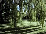 IMAGE OF Weeping Willow Casts Long, Cool Shadows Onto a Garden Lawn, Australia Premium Photographic Poster Print by Jason Edwards, 18x24