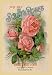 Scott's Roses and Other Beautiful Flowers 12x18 Giclee on canvas
