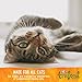 Wellness Trufood Cocochia Bakes Natural Grain Free Cat Treats, Chicken, Beets & Coconut Oil, 3-Ounce Bag