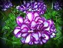 Purple Premise Geranium Seed Pack