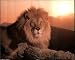 Ron Kimball Lion Sunset Art Print POSTER wild animal NR - 20" x 16"