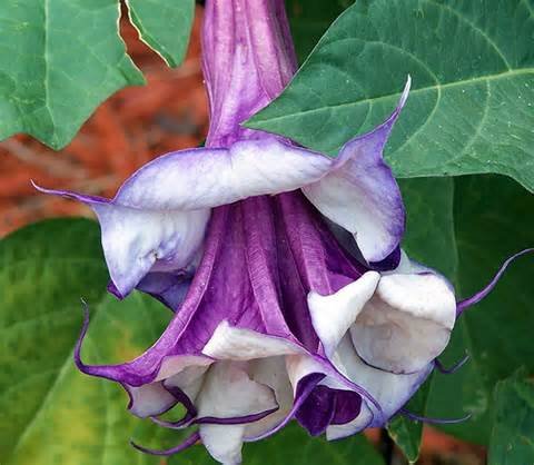 25 Double Purple Angels Trumpet Seeds/ Free Shipping
