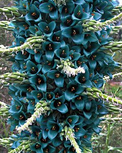 ** 5 PUYA BERTERONIANA FLOWER SEEDS ** STRIKING #1125