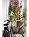 Photographic Prints of Bicycle with basket and hollyhocks, Ars-en-Re, Ile de Re, Charente-Maritime, from Robert Harding