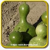 Everwilde Farms, Inc. - 