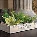 Spring Mixed Greens - Coleus, Grass and Wild Thyme