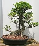 Ficus Retusa Bonsai Tree.(ficus retusa)