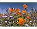 Photographic Prints of Californian Poppy and violet Davy Gilia (Gilia latiflora ssp. davyi) cover from Ardea Wildlife Pets