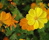 Cosmos Seed In A Blanket