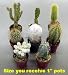 Instant Cactus/Succulent Collection - 8 Plants 1