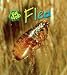 Flea (Heinemann First Library)