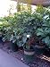 White Flowering Crape Jasmine Plant Five Gallon