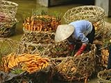 IMAGE OF Woman Washing Carrots, Dalat, Central Highlands, Vietnam, Indochina, Southeast Asia, Asia Photographic Poster Print by Robert Francis, 9x12