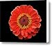 Zinnia Canvas Print / Canvas Art - Artist Steven Michael