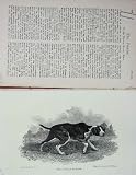 1899 Spanish Pointer Dog Hunting Sport Baily'S Magazine