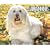 Just Labradoodles 2009 Calendar