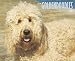 Just Goldendoodles 2010 Calendar