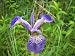 50 BLUE FLAG IRIS Versicolor Flower Seeds *Comb S/H
