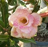 40 Fresh seedsアデニウム アラビカム オベスム 砂漠のバラ種子(40粒)塊根植物種子Adenium obesum Desert Roses seeds no432-Triple-vort