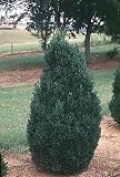Lot of 10 Green Mountain Boxwood