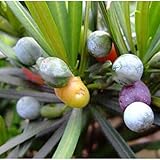 マキシード、盆栽種子、イヌマキの木100％真の種子で現物撮影、10個/袋