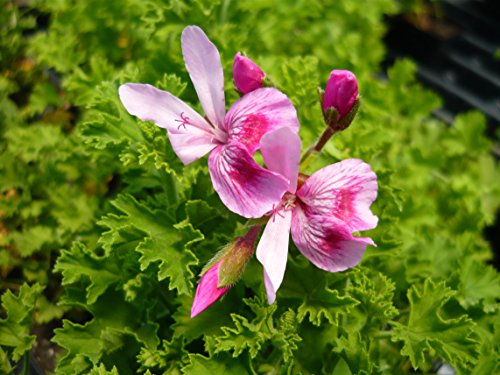 Strawberry Scented Geranium Live Plant Strawberry Scented Geranium Live Plant
