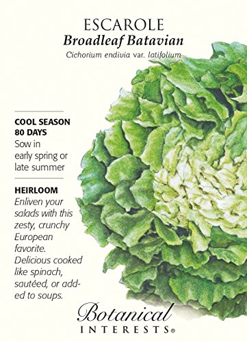 Broadleaf Batavian Escarole Seeds - 1 gram Broadleaf Batavian Escarole Seeds - 1 gram